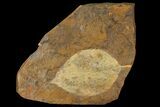 Paleocene Fossil Leaf - North Dakota #95506-1